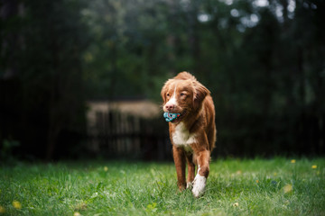 Dog Nova Scotia Duck Tolling Retriever running around the garden