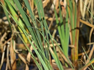 Männliche Blaugrüne Mosaikjungfer (Aeshna cyanea) im Flug
