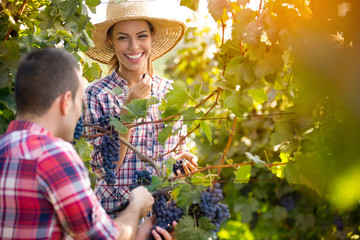 Couple picking grape vines
