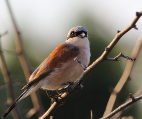 Red-backed Shrike,Lanius collurio