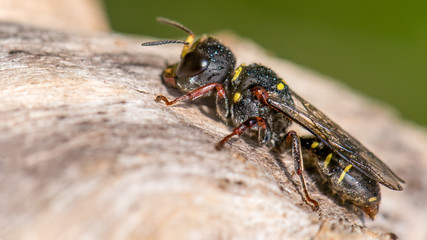 Small Wasp