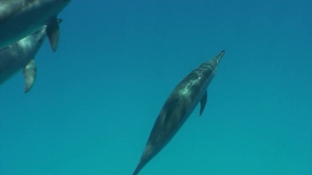 dolphins scuba diving red sea egypt