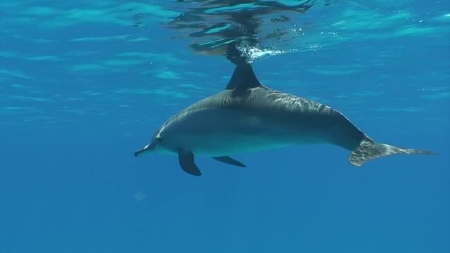 dolphins scuba diving red sea egypt