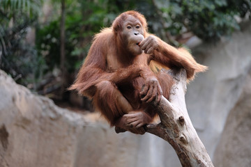 orang utan