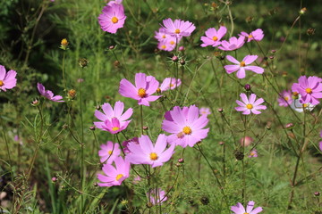 Cosmea