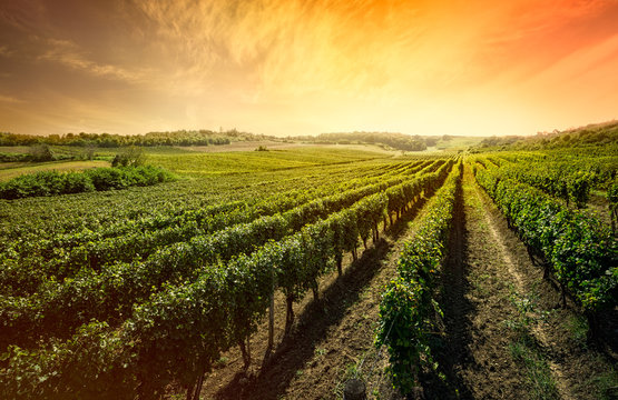 Beautiful vineyard with sunset sky