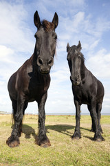 two black horses in meadow on the island of vlieland in the neth