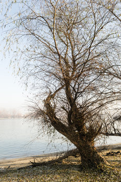 Trees by the river Danube