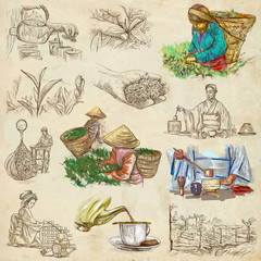 Tea Processing. Agriculture. An hand drawn illustration.