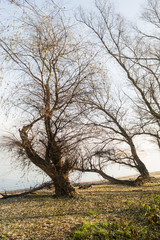 Trees by the river Danube