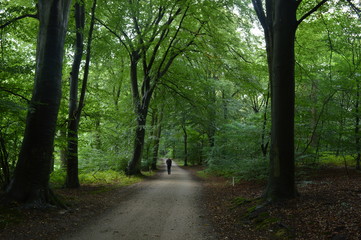 wandelaar in beukenbos in nazomer