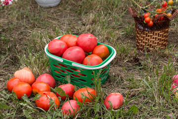 fresh crop of tomatoes is grass