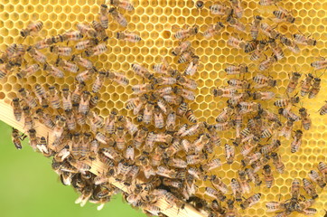 pszczoły na plastrze miodu