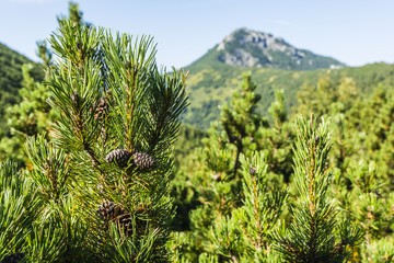 Mountain pine cones.