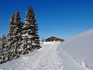 Snow covered firs and timber chalet