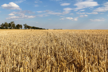 abgeerntetes Getreidefeld