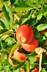 Red apples growing on trees at a pick-your-own farm