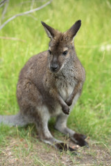 Australian Wallaby