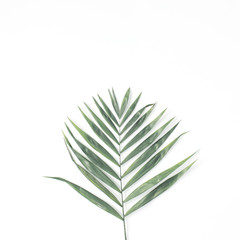 lone palm branch isolated on white background. flat lay, top view