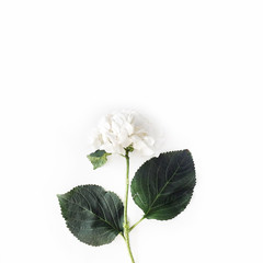 hydrangea flower on bright concrete background. flat lay, top view