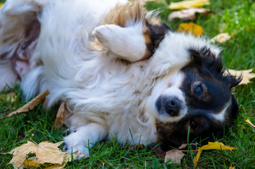Obraz premium cute dog in park