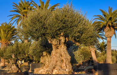 Old olive and palm trees offered for sale.