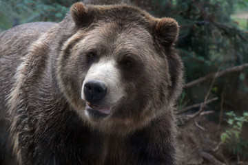 Fototapeta premium Grizzly Bear In it Environment