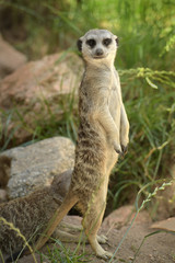 Fototapeta premium Meerkat on the Lookout