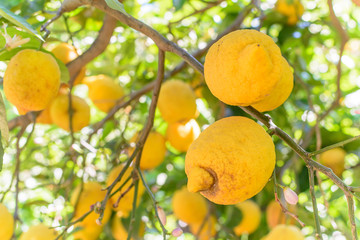 Yellow lemons hanging on tree. Lemons on tree in Italy, typical