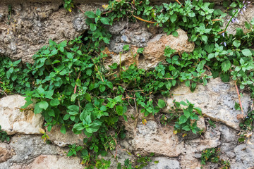 Grass on stone wall