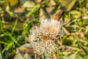 wet dandelion