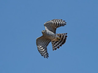 Fototapeta premium Eurasian sparrowhawk (Accipiter nisus)