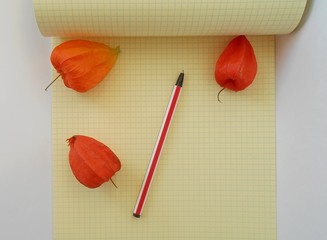 school, notebook, cell, physalis, orange, pen, post-it records