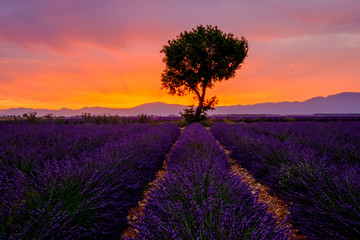 Tree in lavender field at sunrise in Provence, France