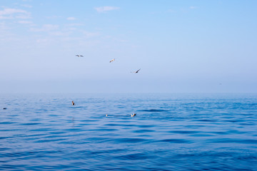 seagulls on the sea