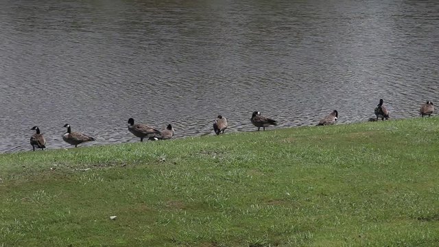 Canadian Geese around a pond.