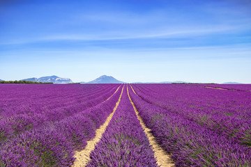 Fototapeta na wymiar Lavender flower blooming fields endless rows. Valensole provence