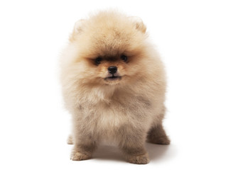 Obraz premium photo of spitz dog standing isolated on white background