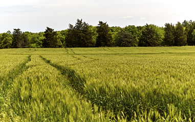 Fototapeta premium Green Wheat Field Crop