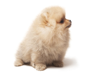 photo of spitz dog sitting isolated on white background