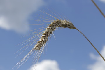 rye spike against the sky