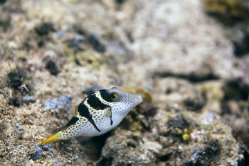  underwater world - valentine's sharpnose puffer swimming near sea bottom