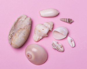 Seashells on a pink background