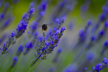 Ape e Lavanda