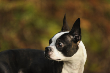 Boston Terrier dog portrait against natural background