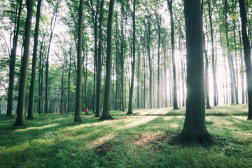 Obraz premium forest roads and tourists