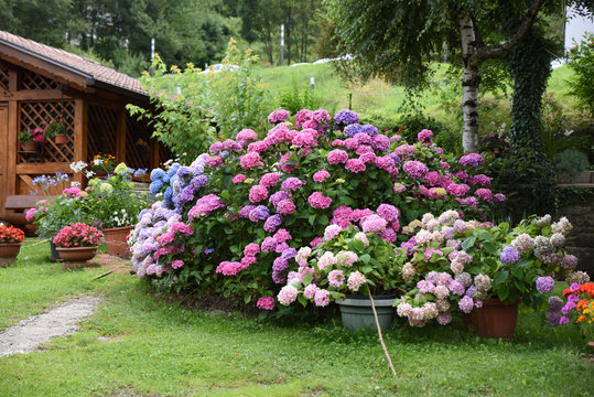 fiori giardino,vaso di fiori giardinaggio aiuola decorazione giardino 