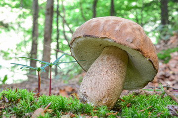 Summer Bolete in natural habitat