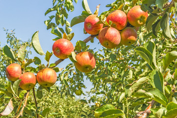 Ripe orange apples on a branch, close up