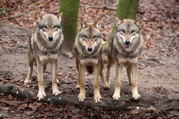 Pack of grey wolves